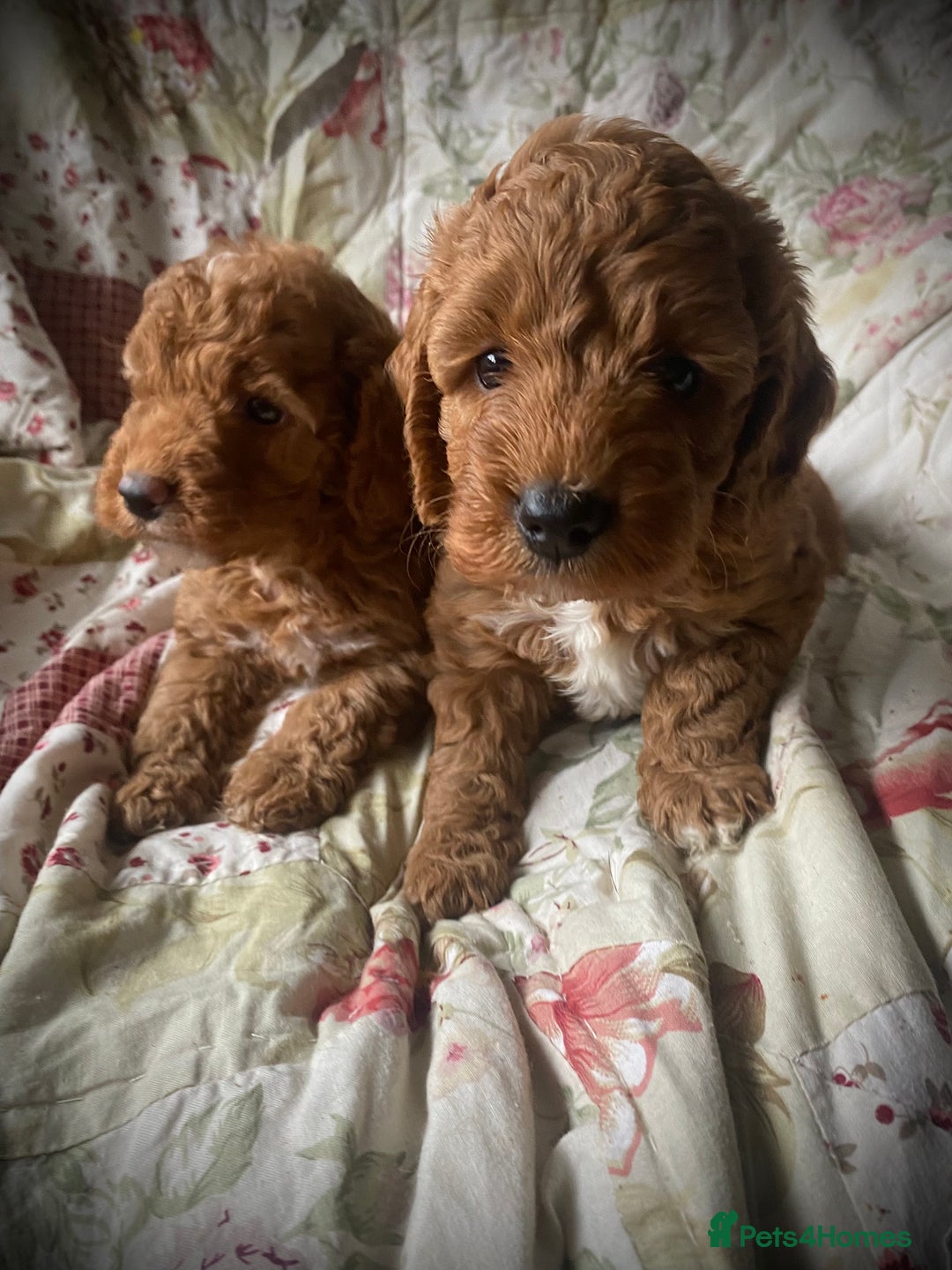 Cockapoo dogs for sale: Fabulous F1b Fox Red Cockapoo Health Cleared - Image 22