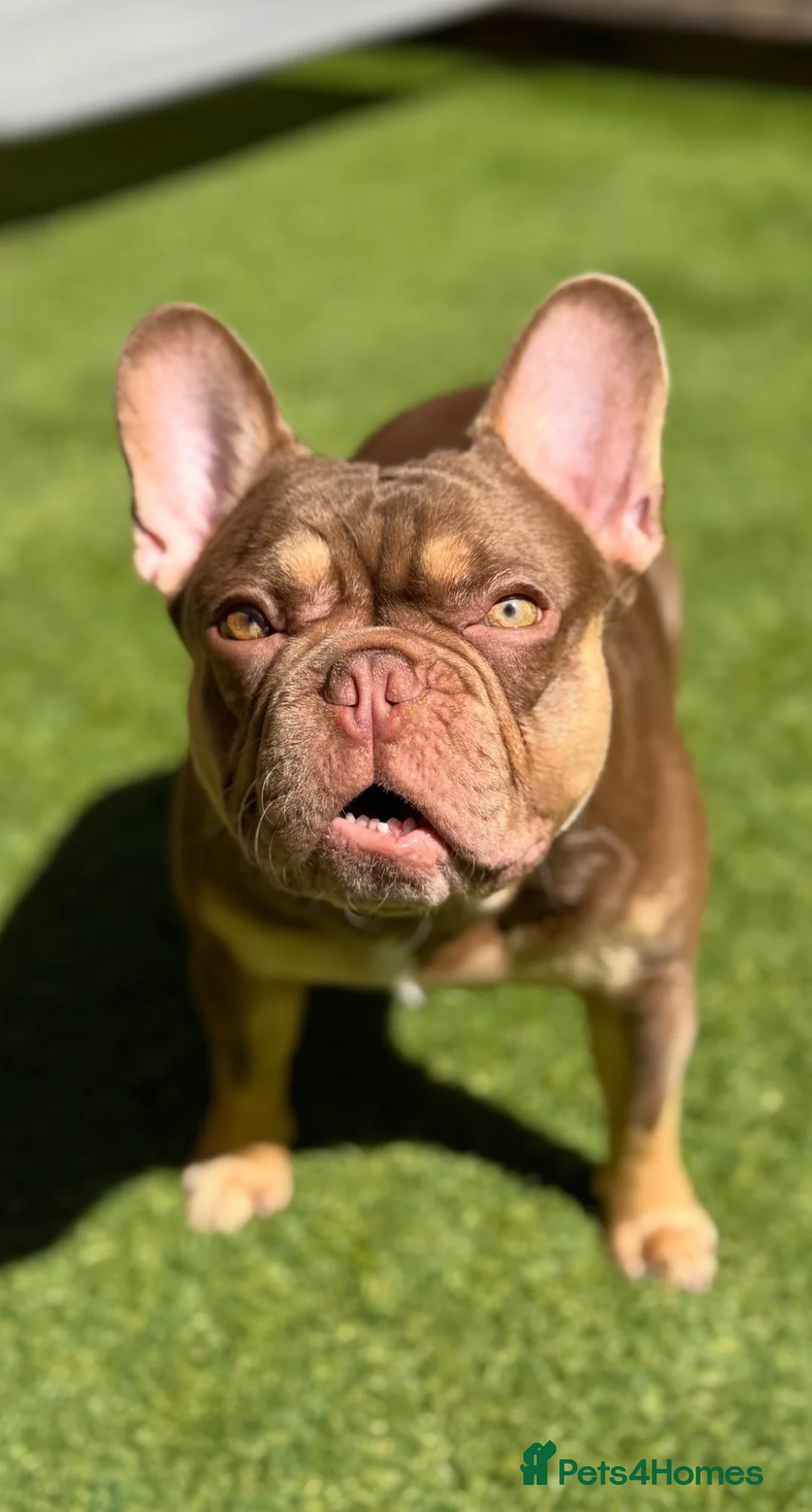 French Bulldog dogs for stud: 🤎🌟Rojo Chocolate & Cherry Tan KC Stud 🌟🤎 - Advert 2