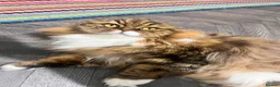 British Shorthair cats for sale: Scottish fold and British shorthair  in Cradley Heath - Advert 1