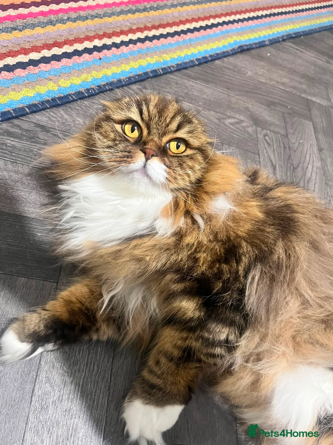 British Shorthair cats for sale: Scottish fold and British shorthair  in Cradley Heath - Advert 1