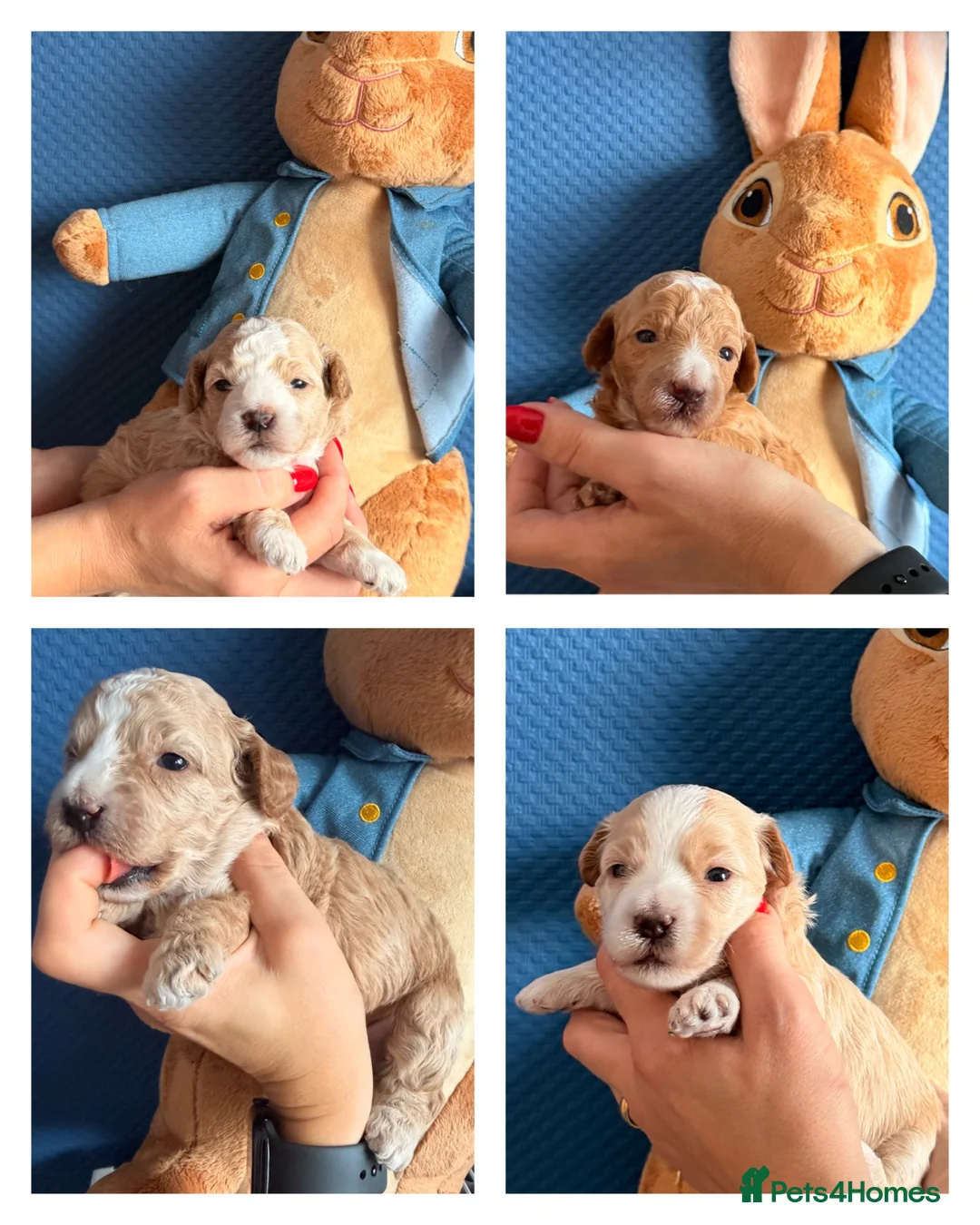 Maltipoo dogs for sale: Maltipoo F1B 🐩🐩🐩🐩 - Advert 1