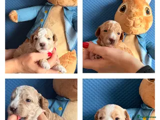 Maltipoo dogs Maltipoo F1B 🐩🐩🐩🐩 - Advert 4