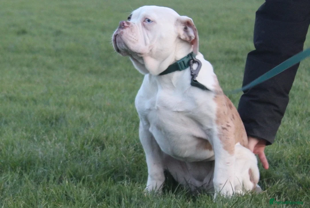 Alapaha Blue Blood Bulldog dogs for sale: SUPERB PICK OF LITTER PUP 5***** - Advert 37