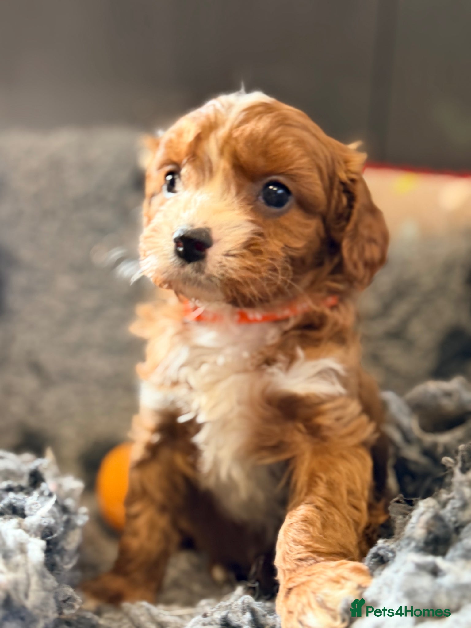 Cavapoo dogs Extensively health tested F1 Toy Cavapoo Puppies - Advert 2