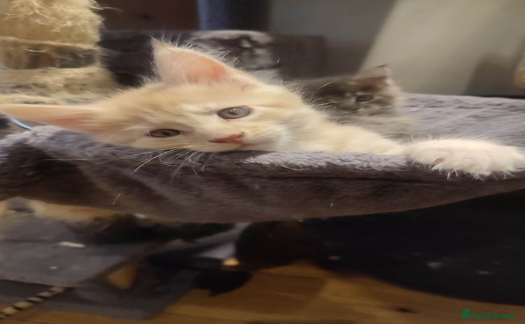Maine Coon cats - Advert 16