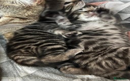 Bengal cats for sale: 4 Bengal cross kittens - Image 14