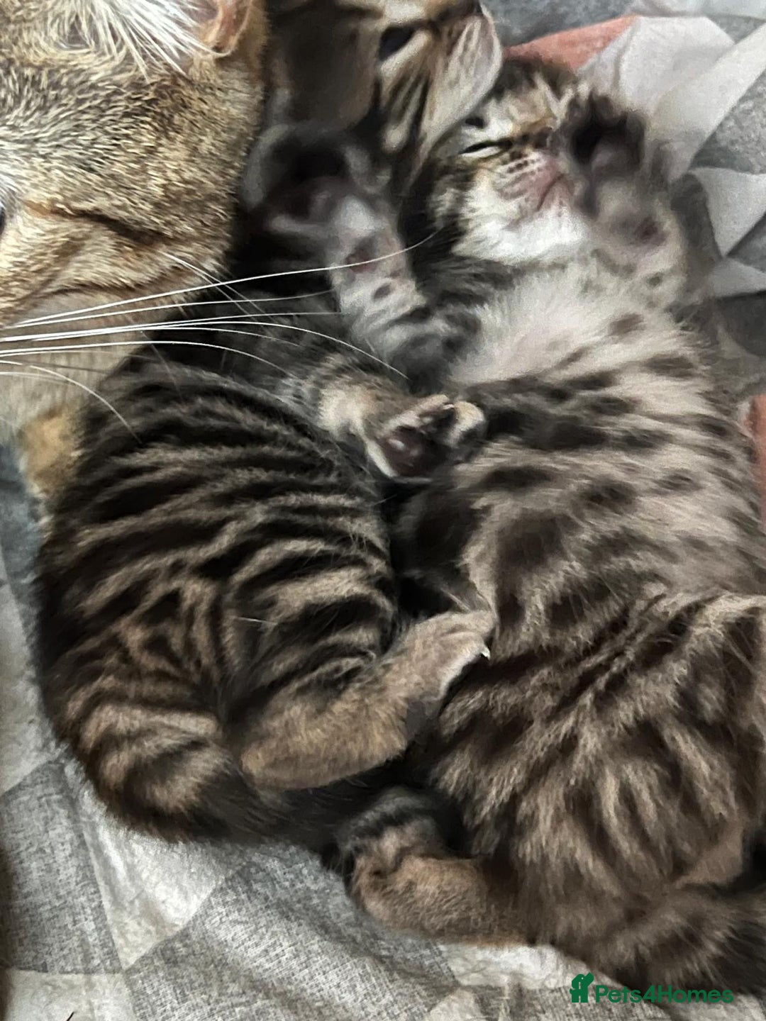 Bengal cats for sale: 4 Bengal cross kittens - Image 14