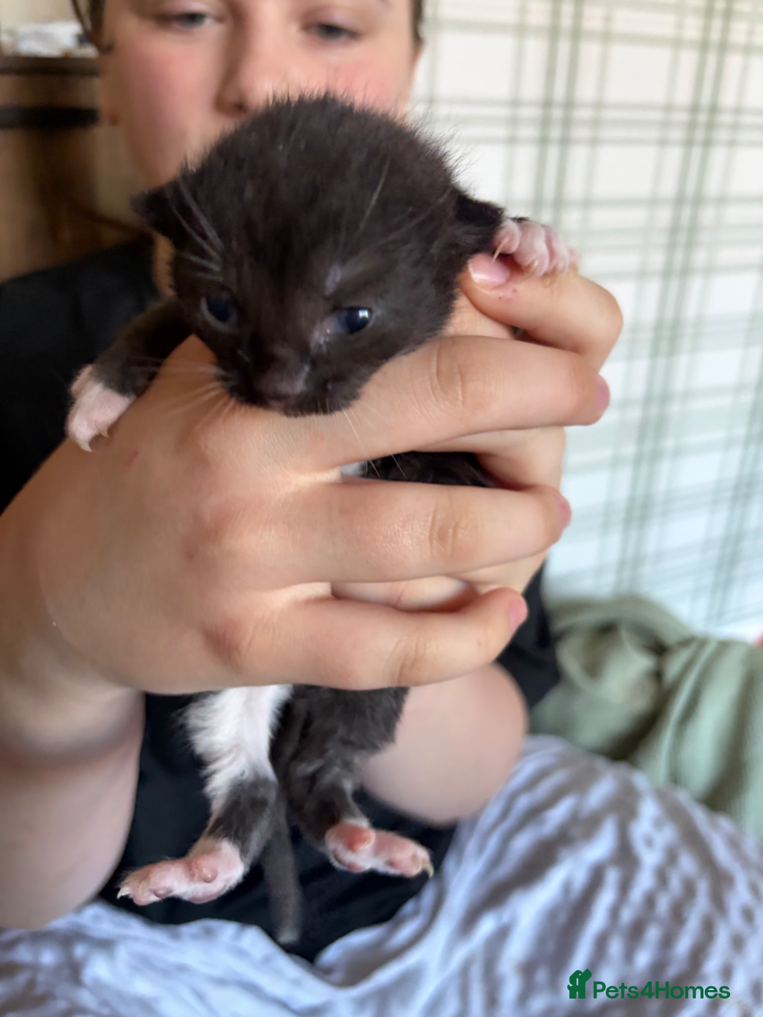 Mixed Breed cats for sale: 3 Tuxedo Kittens - Advert 4