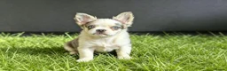 French Bulldog dogs for sale: Fluffy French Bulldogs available now! - Advert 1