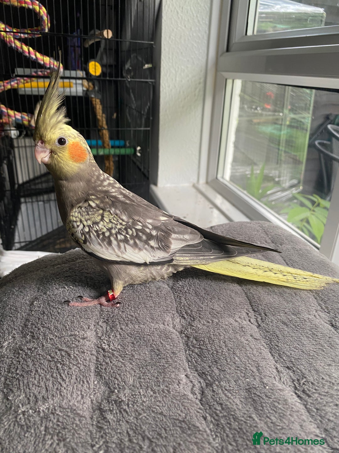 Pearl Cockatiel Baby Grey Cockatiel For Sale Cockatiels For Sale