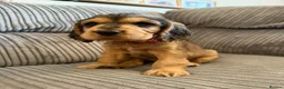 Cocker Spaniel dogs for sale: Beautiful show type cocker spaniel puppies - Advert 25