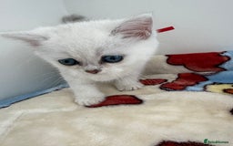 British Shorthair cats for sale: GCCF 🏆 British shorthair kitten🏆 - Image 8