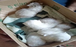 Persian cats for sale: Quality pure bred white tipped kittens - Image 17