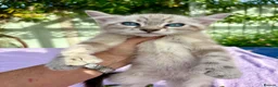 Keetso cats for sale: Polydactyl slight curl eared snow leopard boy  - Advert 11