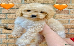 Cavapoo dogs for sale: 💖 Top Quality F1B Cavapoo Puppies DNA TESTED 💖 - Image 3