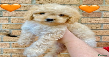 Cavapoo dogs - Advert 9