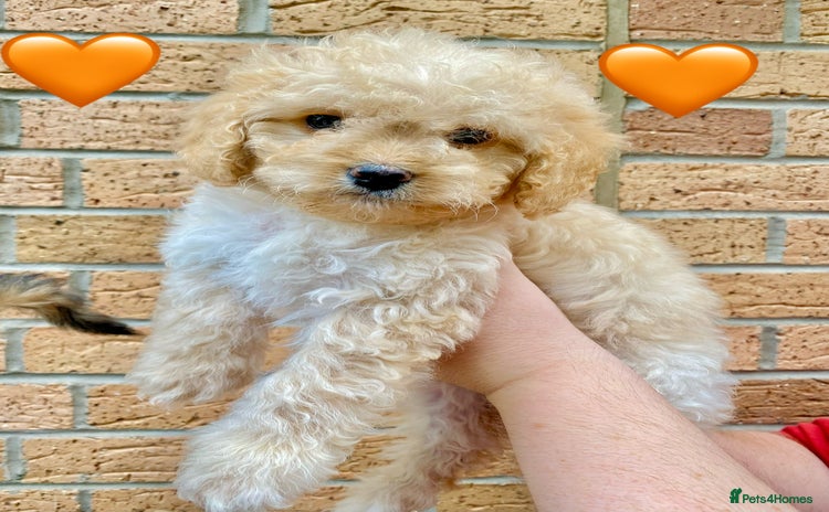 Cavapoo dogs - Advert 2