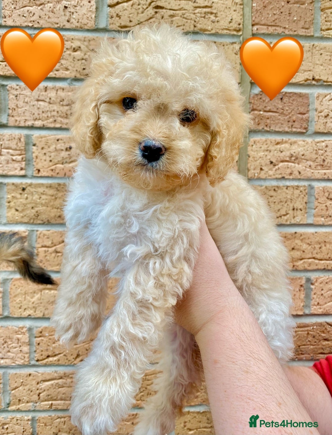 Cavapoo dogs for sale: 💖 Top Quality F1B Cavapoo Puppies DNA TESTED 💖 - Image 3