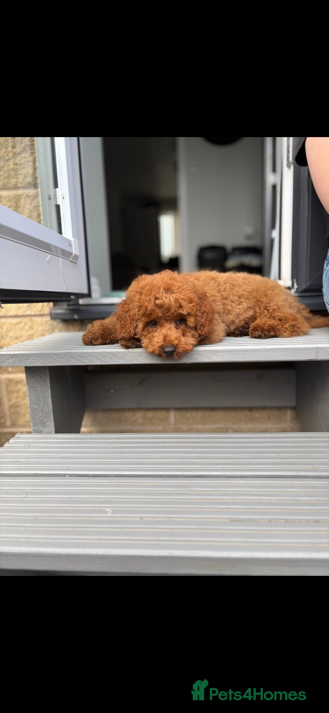 Cockapoo dogs for sale: Beautiful red f1b genuine toy cockapoos - Image 9