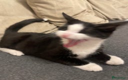 Domestic Shorthair cats for sale: Female domestic cat – 1 year old - Image 8