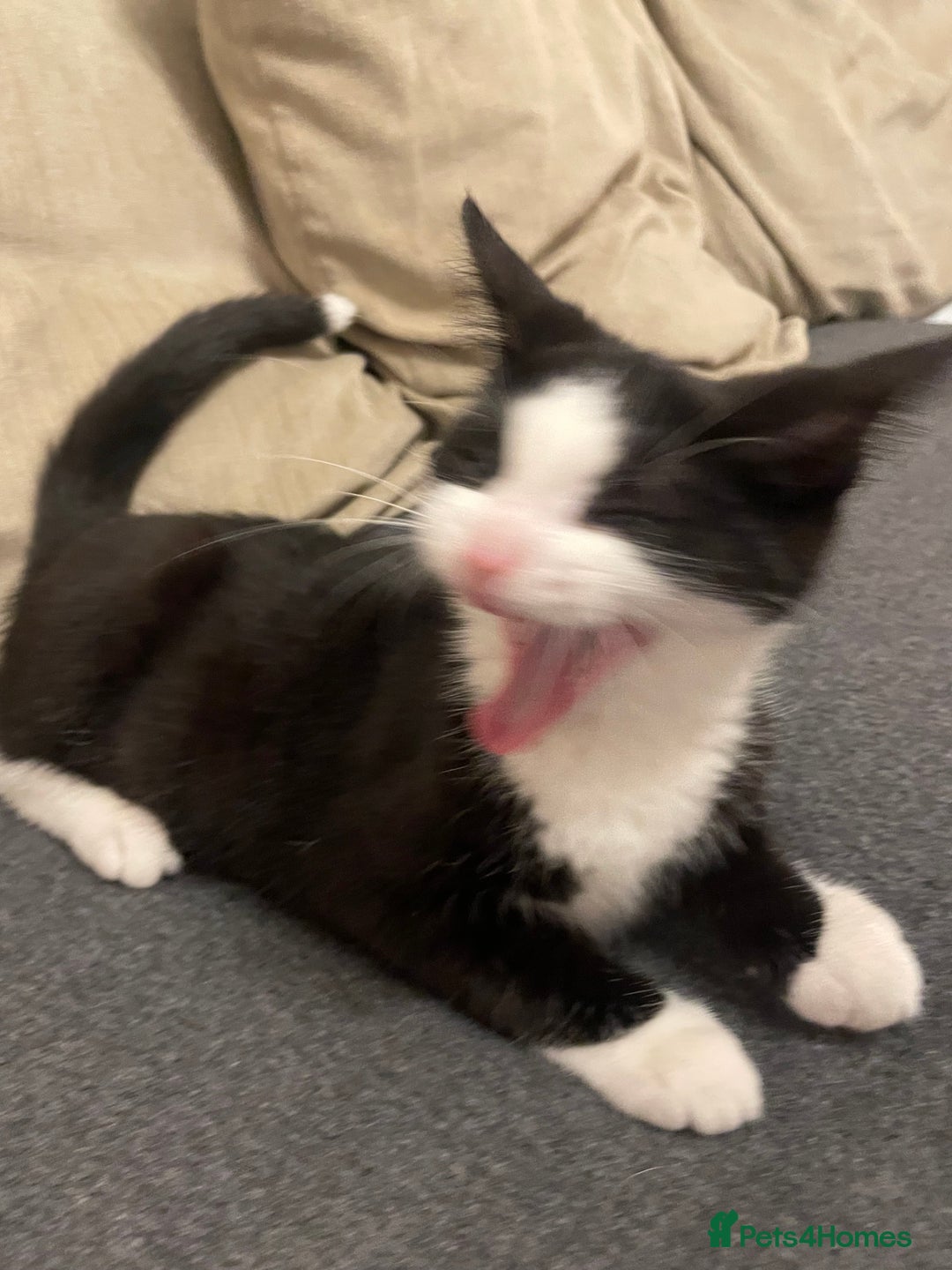 Domestic Shorthair cats for sale: Female domestic cat – 1 year old - Image 8