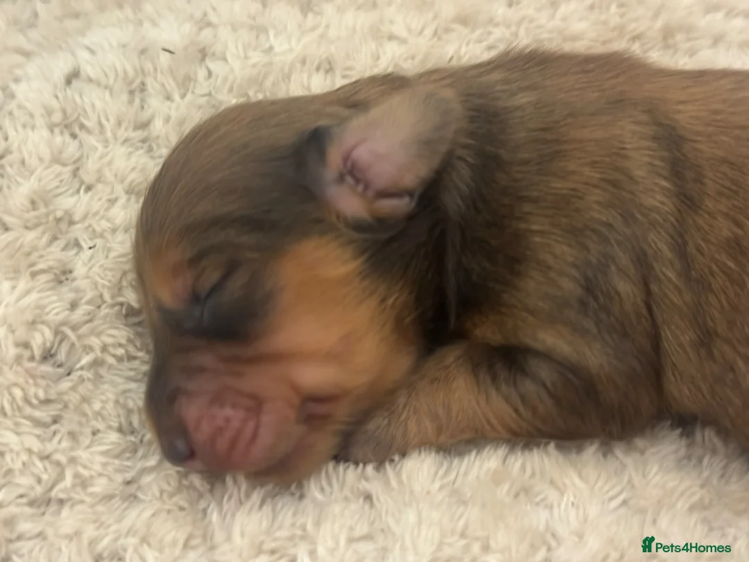 Miniature Dachshund dogs for sale: Cream & Shaded Cream KC Mini Dachshunds  - Advert 9