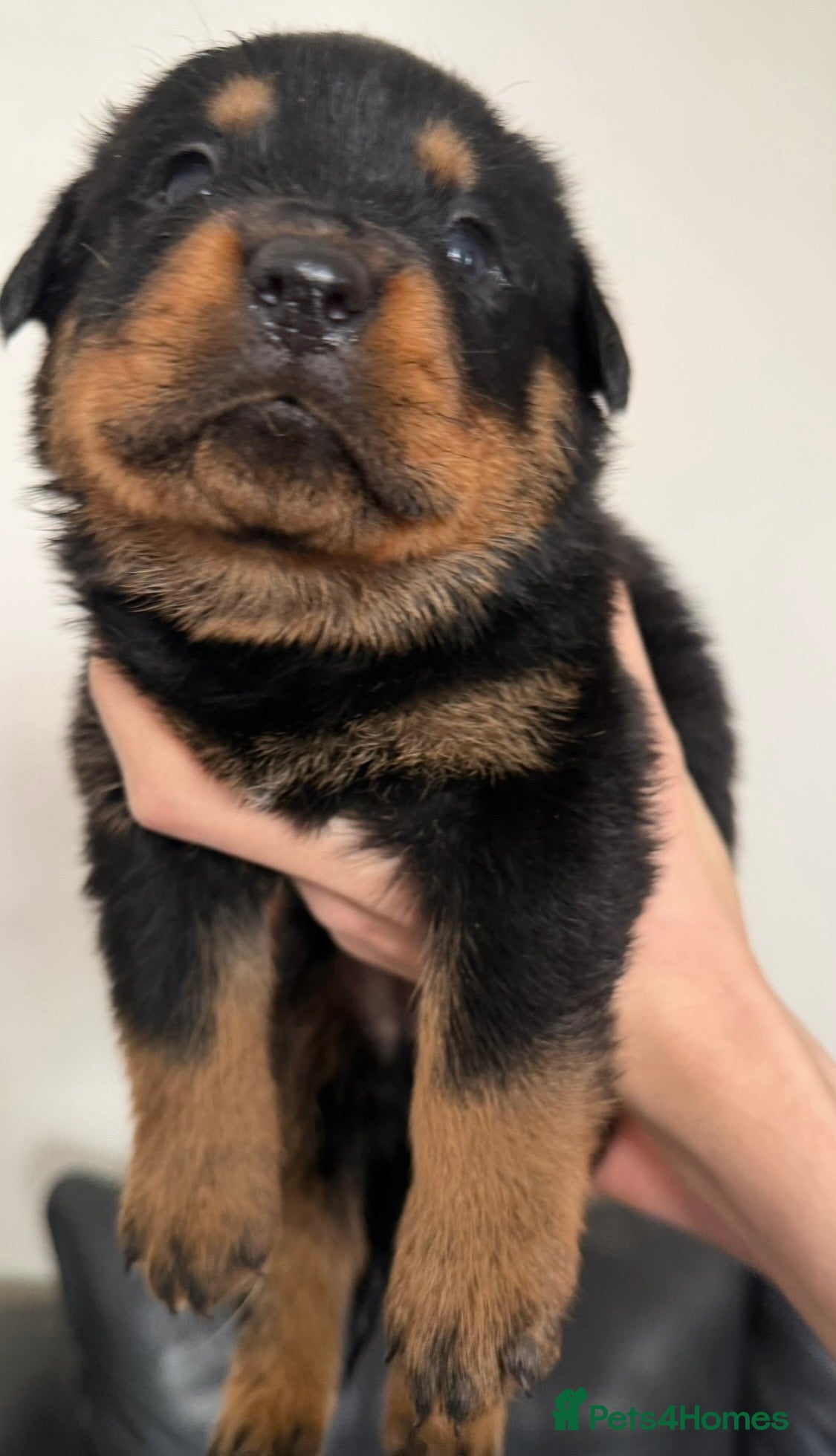 Rottweiler dogs Beautiful KC Rottweiler Pups for sale Essex £1500  - Advert 6