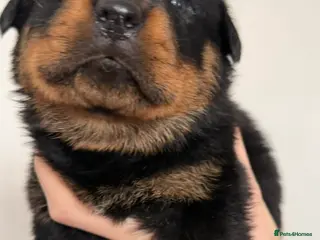 Rottweiler dogs Beautiful KC Rottweiler Pups for sale Essex £1500 - Advert 6