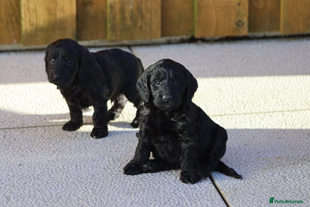 Cockapoo dogs for sale: F1 Cockapoo puppies for sale - Advert 21