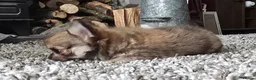 Chihuahua dogs for sale: KC Reg Chihuahua Pups, Champion lines. - Advert 19