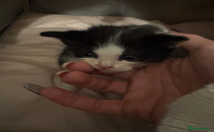 Domestic Shorthair cats - Advert 1
