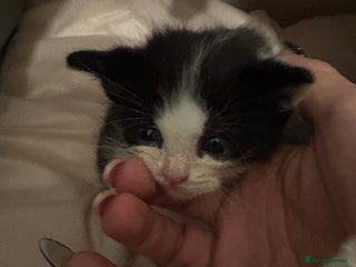 Domestic Shorthair cats - Advert 12