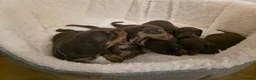 Miniature Dachshund dogs for sale: PEDIGREE KC MINIATURE DACHSHUND PUPPIES  🐶 ❤️ - Advert 4