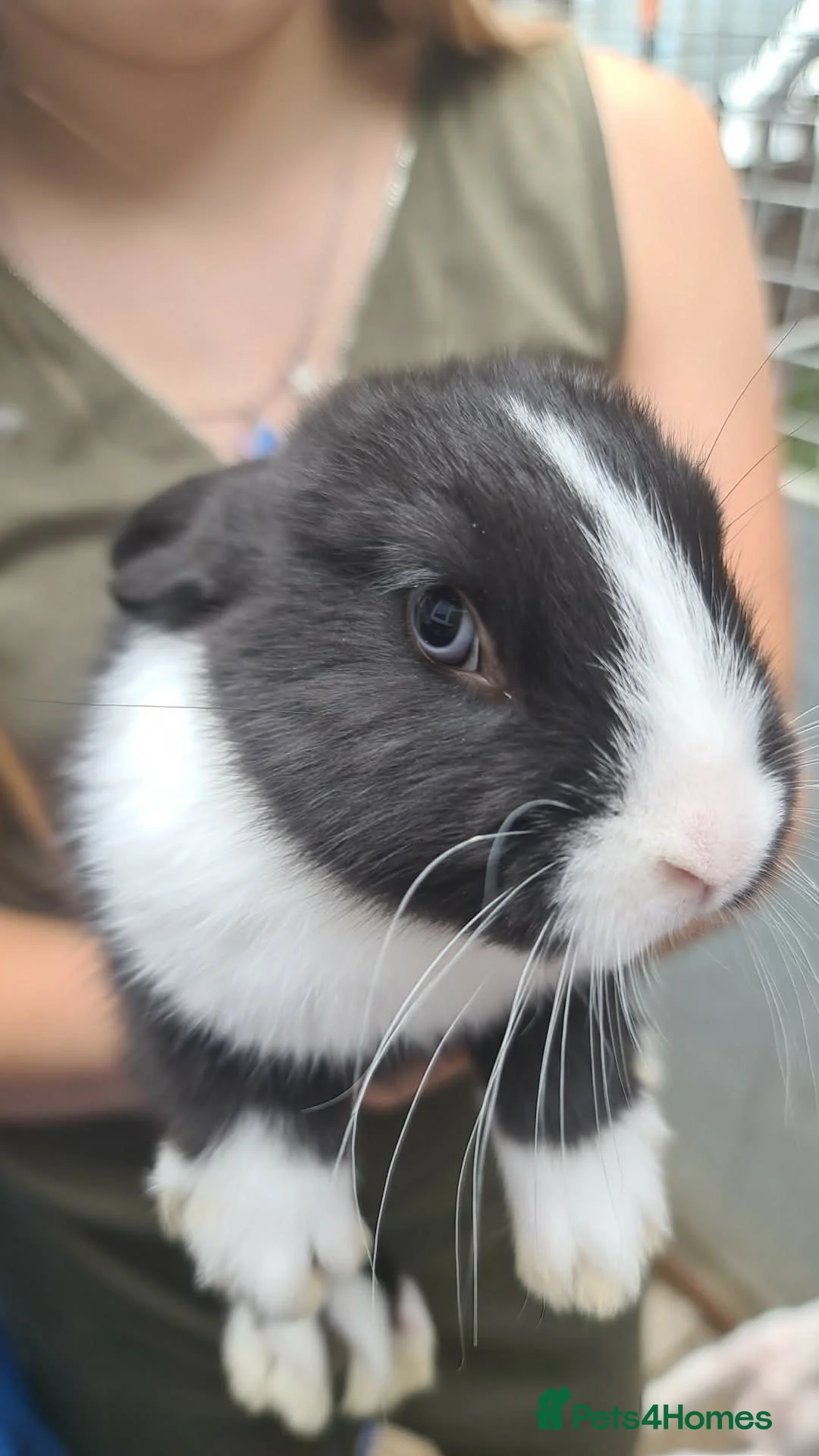 Mixed Breed rabbits for sale: Dutch cross baby rabbits - Advert 2