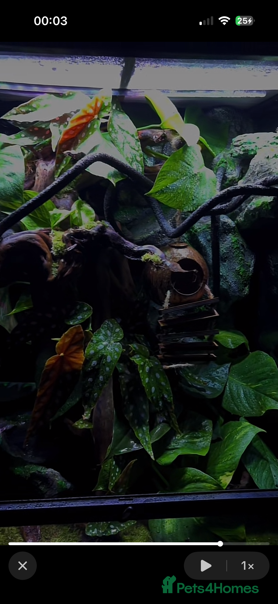 Gecko reptiles for sale: Exo terra 60x45x90 + trio of crested geckos  - Advert 4