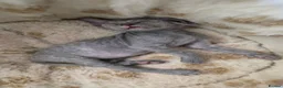 Sphynx cats for sale: Adorable Sphinx kittens  - Advert 9