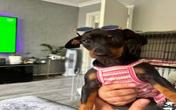 Miniature Dachshund dogs for sale: 2 miniature daschunds for sale  - Image 9