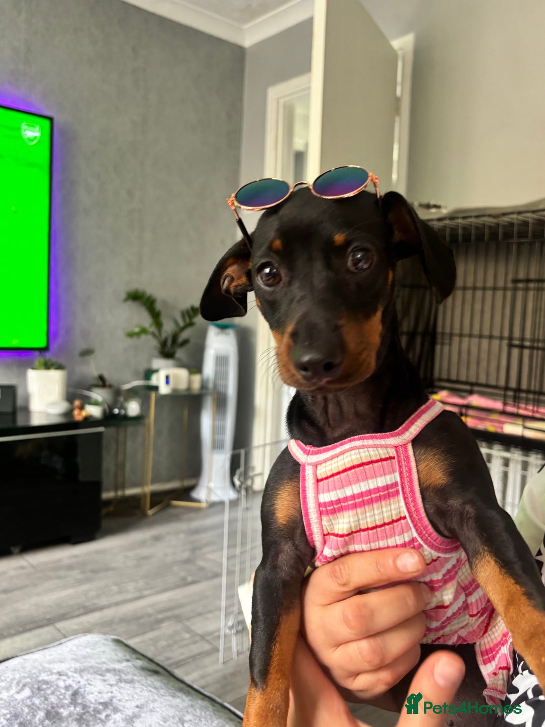 Miniature Dachshund dogs for sale: 2 miniature daschunds for sale  - Image 9