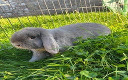 Mini Lop rabbits for sale: Adorable Mini Lop Babies for Sale - Advert 7