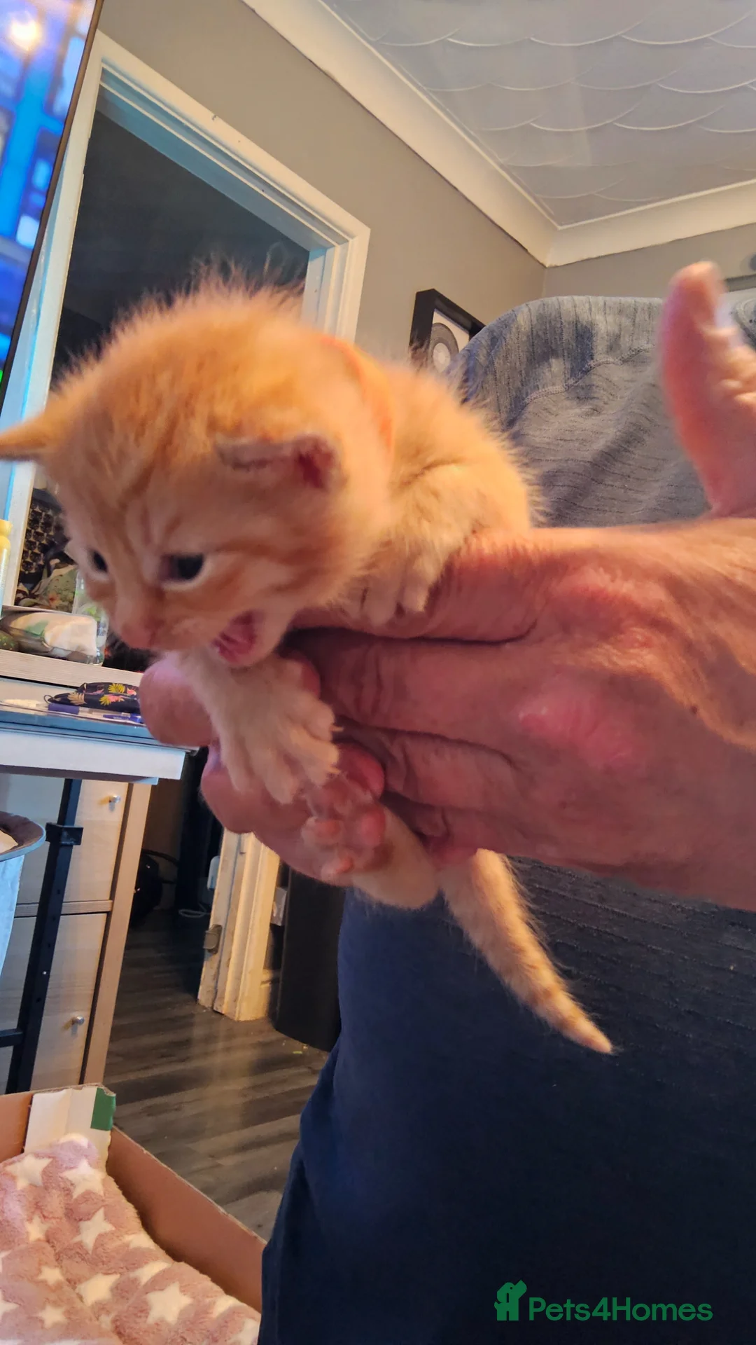 Mixed Breed cats for sale: 2 gorgeous kittens - Advert 1