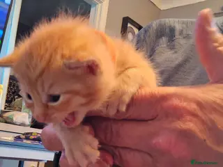 Mixed Breed cats 2 gorgeous kittens - Advert 10