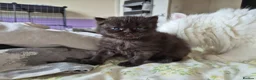 Mixed Breed cats for sale: Beautiful Black Ragdoll x Persian Kitten Ready Now in Barnsley - Advert 12