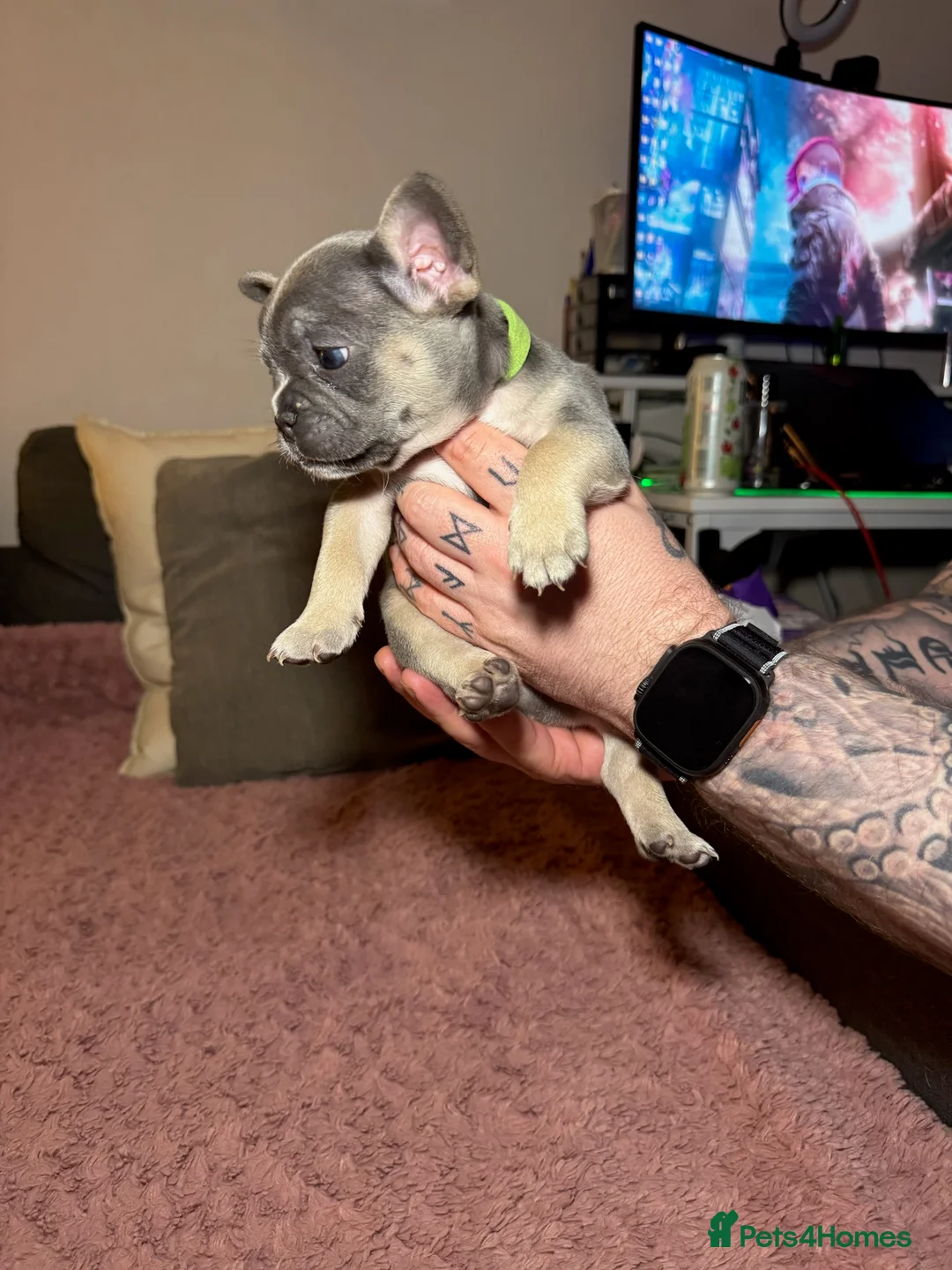 French Bulldog dogs for sale: French Bulldog puppies for sale 1 LEFT  - Advert 17