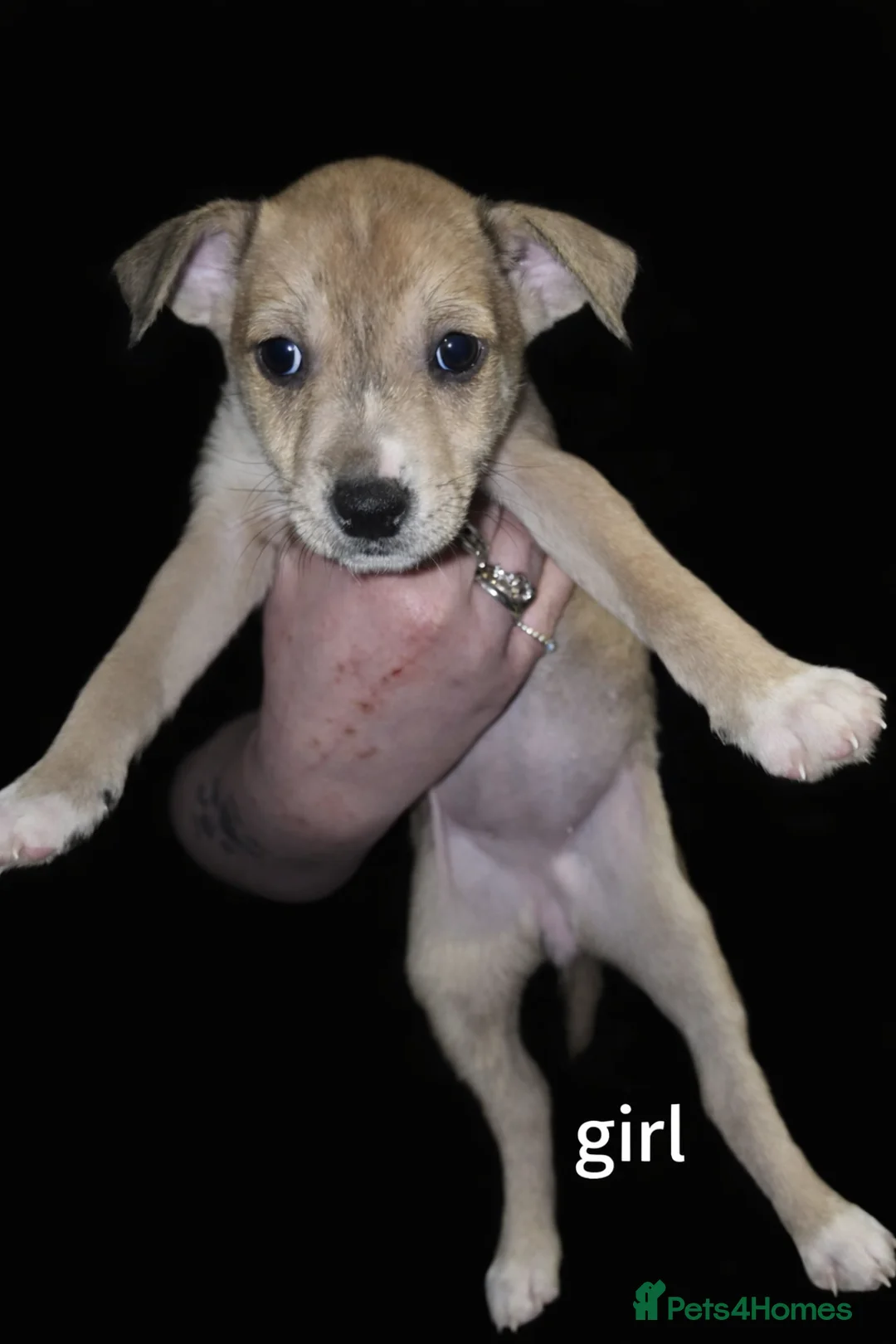 Mixed Breed dogs for sale: Puppies  - Advert 13