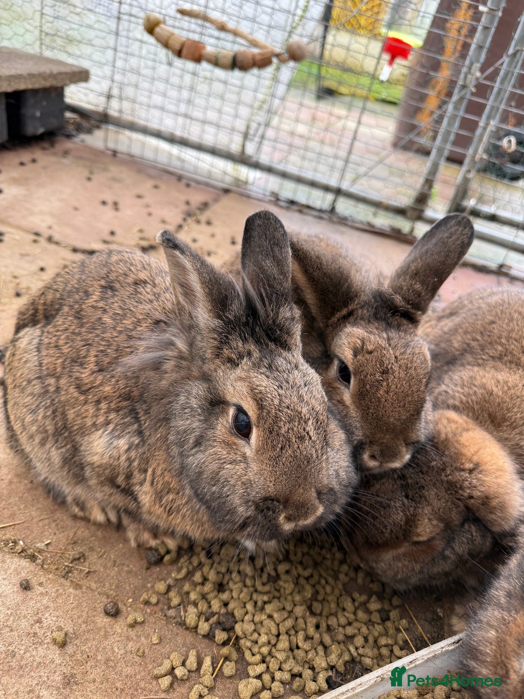 Mixed Breed rabbits for sale: Rabbits  - Advert 7