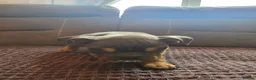 English Bulldog dogs for sale: English bulldogs for sale - Advert 40