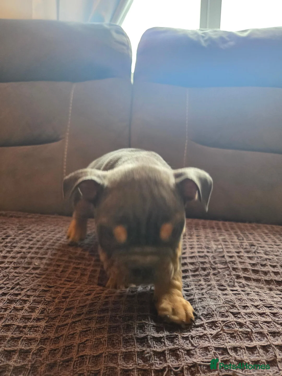 English Bulldog dogs for sale: English bulldogs for sale - Advert 40