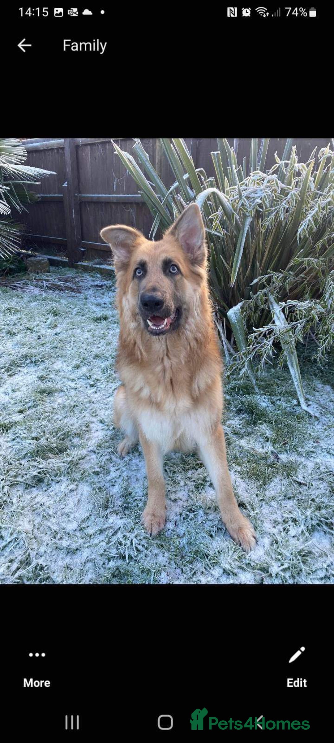 German Shepherd dogs for sale: 5* home needed - Advert 10