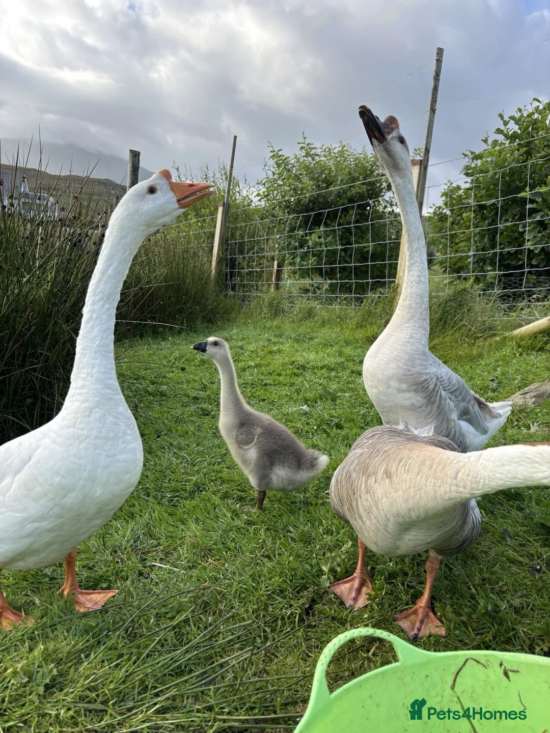 Geese poultry for sale: 4 Chinese Goose Hatching Eggs-brown,white,lavender in Isle of Lewis - Advert 2