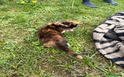 Mixed Breed cats for sale: Three cliffs ready for a new home - Image 5